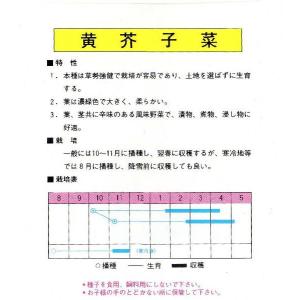 黄からし菜の詳細画像1