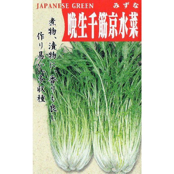 晩生千筋京水菜