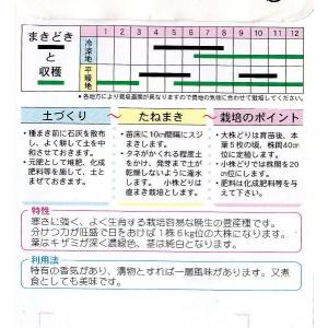 晩生千筋京水菜の詳細画像1