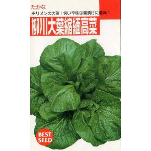 柳川大葉高菜