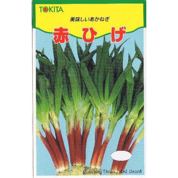 分けつ葱（赤ひげ葱）
