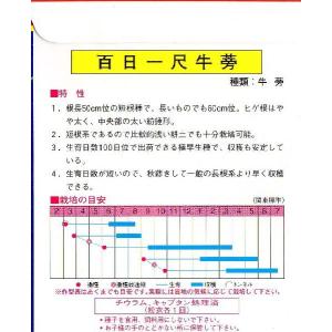 百日一尺牛蒡の詳細画像1
