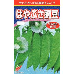白花絹莢豌豆(はやぶさ)の商品画像
