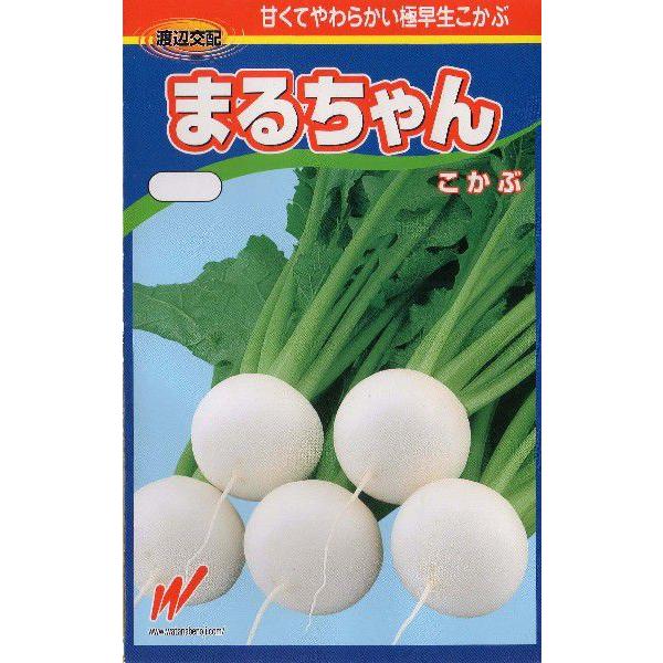 小かぶ（まるちゃん）