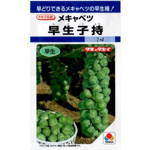 芽キャベツ（早生子持）