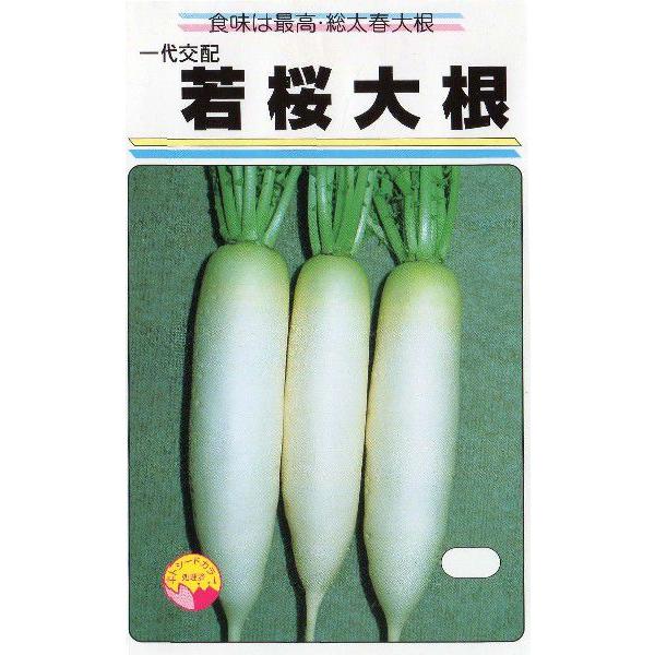 春の青首大根（若桜大根）