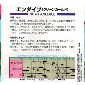 エンダイブ(キクチシャ、ニガチシャ)の詳細画像1