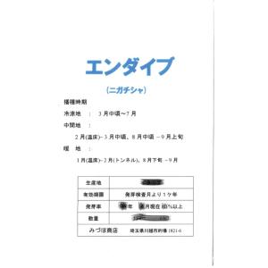 エンダイブ(キクチシャ、ニガチシャ)の詳細画像2