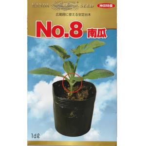 台木用南瓜（No.8）