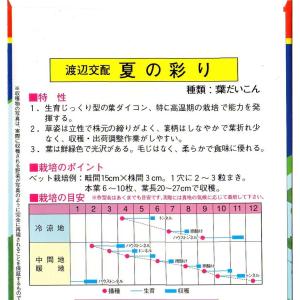 葉大根(夏の彩り)の詳細画像1