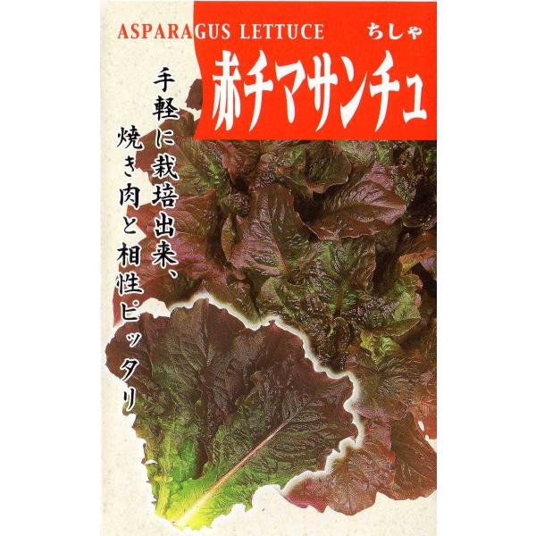 チマサンチュ赤葉種