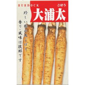 大浦牛蒡