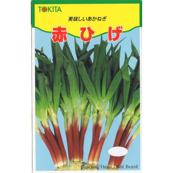分けつ葱（赤ひげ葱）