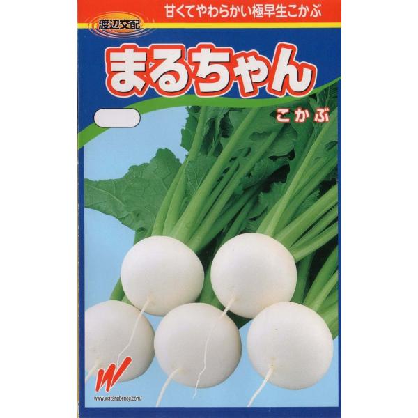 小かぶ（まるちゃん）