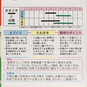 つるなし菜豆(本金時菜豆)の詳細画像1