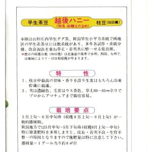 枝豆(越後ハニー:茶豆)の詳細画像1