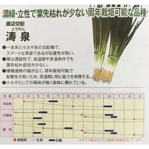 小葱（涛泉）