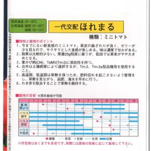ミニトマト(ほれまる)の詳細画像1