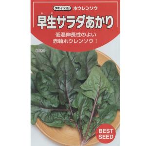 赤軸法蓮草（早生サラダあかり）