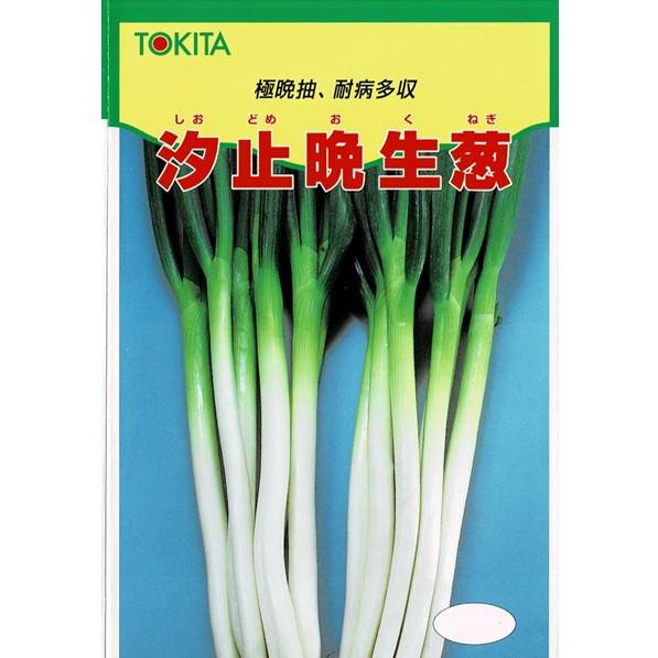 分けつ葱（汐止晩生葱）