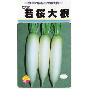 春の青首大根（若桜大根） : みづほ商店ヤフーショップ - 通販 - Yahoo