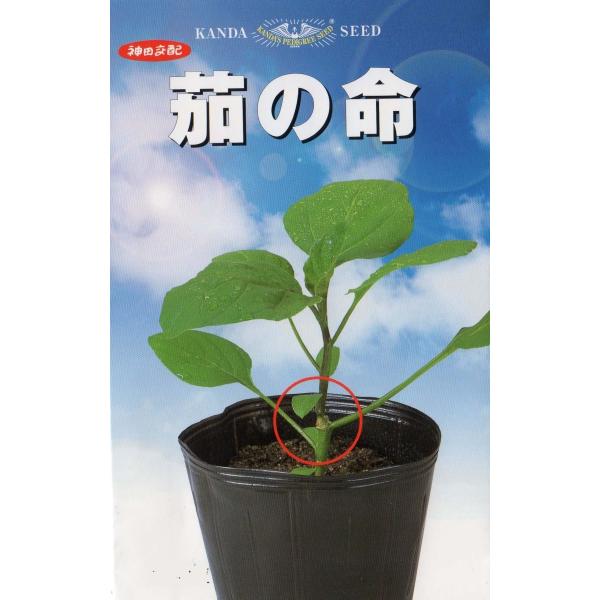 台木用ナス（茄の命）