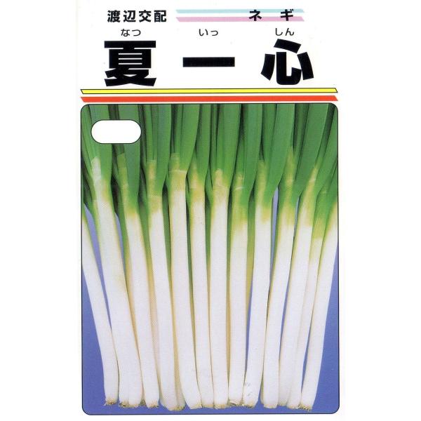 一本葱（夏一心）