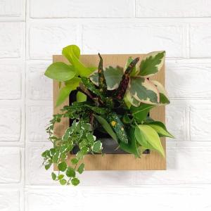 南国風の観葉植物の商品一覧 通販 Yahoo ショッピング