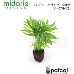 ミドリエ専用苗 テーブルヤシの商品画像