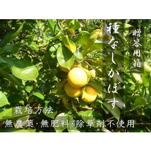 贈答用箱入り　種無しかぼす　農薬不使用　種無しカボス 3キロ
