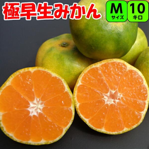 【秀品】極早生みかん 10kg Mサイズ 送料無料 紀州 和歌山 紀南 温州みかん 極早生みかん 早...