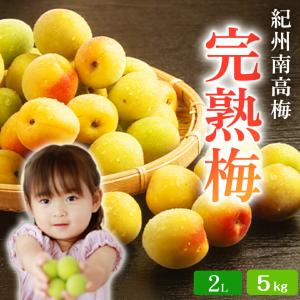 南高梅 【完熟梅】A級品 ５kg ２L サイズ 送料無料 和歌山県産 紀州産南高梅 梅酒 梅干し 梅ジャム