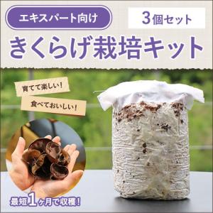 【3個セット】エキスパート向け 1からはじめるきくらげ栽培キット NHK ガッテン 室内 プレゼント きのこ 子供 自由研究 家庭菜園 ガーデニング ベランダ お歳暮