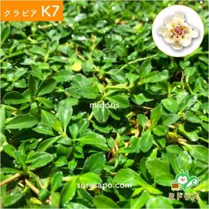 クラピア K7 9cmポット苗 10鉢セット ...の詳細画像3