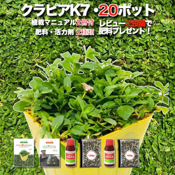 予約商品 クラピア K7 9cmポット苗 20鉢セット 肥料メネデール付 白色品種 イワダレソウ改良...