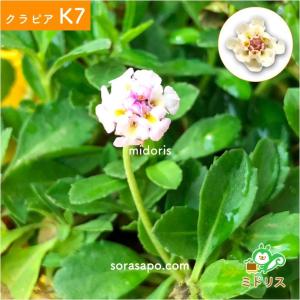 クラピア K7 9cmポット苗 20鉢セット ...の詳細画像4