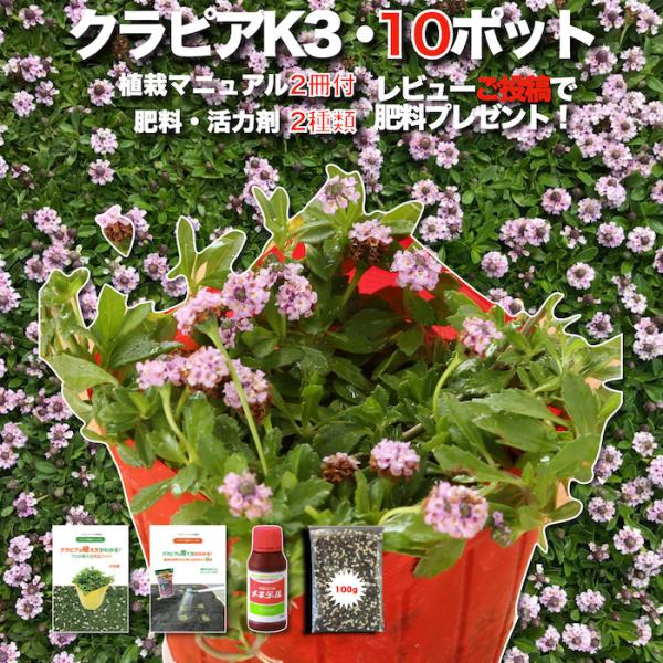 予約商品 クラピア K3 10株 植栽マニュアル付き 苗10ポット 肥料2種 ピンク品種 イワダレソ...