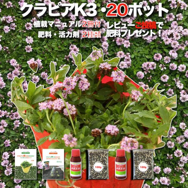 予約商品 クラピア K3 20株 ピンク品種  植栽マニュアル付き 苗20ポット 肥料2種 グランド...