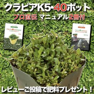 クラピア K5 (薄桃) 9cmポット苗 40鉢セット 薄桃品種 イワダレソウ改良種 マニュアル付き 雑草対策 ミドリス