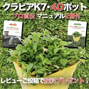 クラピア K7 9cmポット苗 40鉢セット 白色品種 イワダレソウ改良種 植栽マニュアル付 雑草対策 グランドカバー｜ミドリスークラピアと雑草対策ー