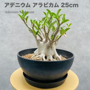 現品 アデニウム アラビカム 高さ20cm 9号鉢株 大型 砂漠のバラ 多肉植物 塊根植物 コーデックス 観葉植物 アラビクム｜midoris