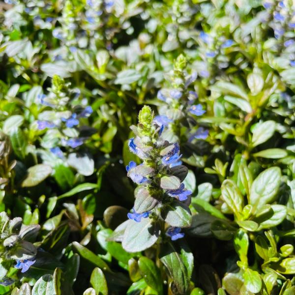 花苗 アジュガ チョコレートチップ 9cm苗 15株 3号ポット グランドカバー 常緑多年草