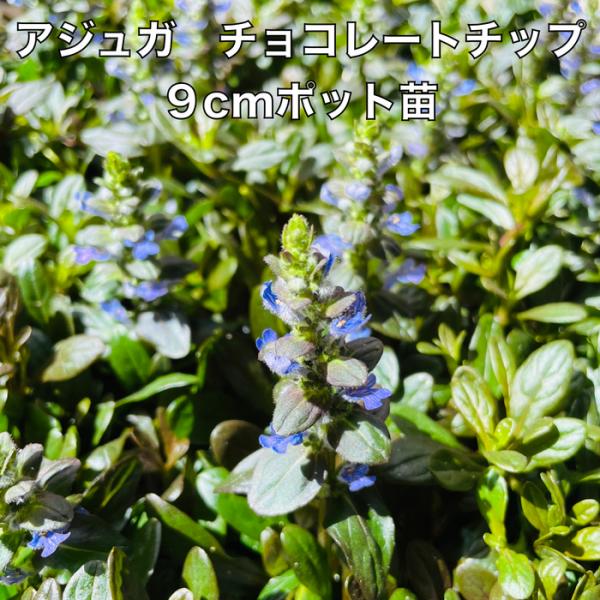 花苗 アジュガ チョコレートチップ 9cm苗 1株 3号ポット グランドカバー 常緑多年草
