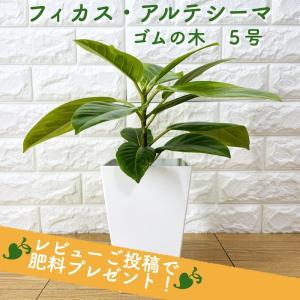 観葉植物 ゴムの木 フィカス・アルテシーマ アルテシマ 斑入り ５号鉢 苗木 鉢植え インドゴムノキ かわいいおしゃれなインテリア｜midoris