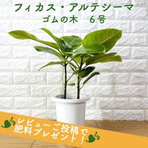 観葉植物 ゴムの木 フィカス・アルテシーマ アルテシマ 斑入り ６号鉢 苗木 鉢植え インドゴムノキ かわいいおしゃれなインテリア｜midoris