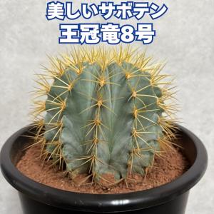 サボテン 王冠竜 8号鉢 大型 観葉植物 多肉植...の商品画像