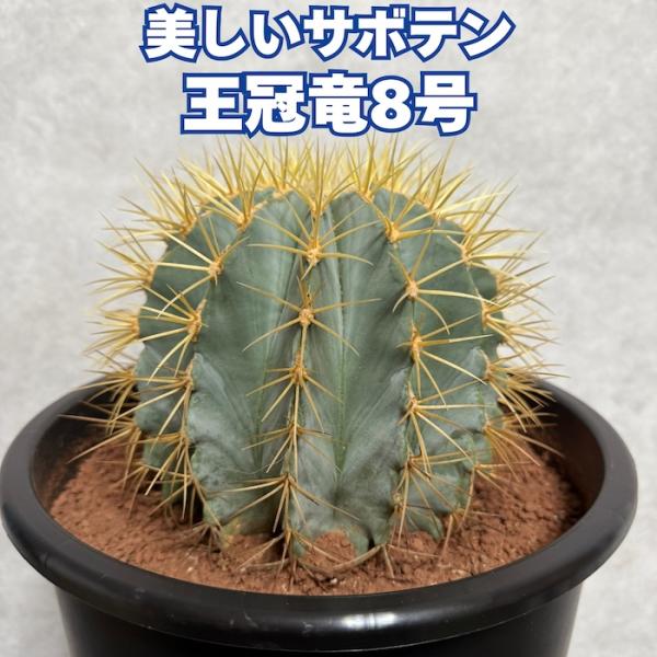 サボテン 王冠竜 8号鉢 大型 観葉植物 多肉植物 おしゃれでかわいい ブルーバレルカクタス ドライ...