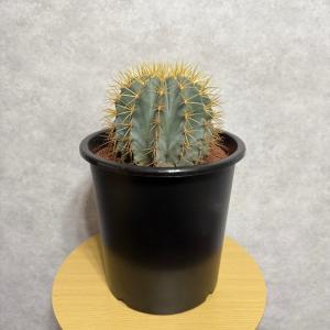 サボテン 王冠竜 8号鉢 大型 観葉植物 多肉...の詳細画像2