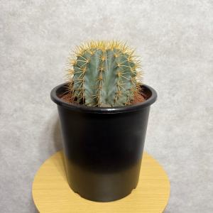サボテン 王冠竜 8号鉢 大型 観葉植物 多肉...の詳細画像3