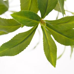 観葉植物 造花 アセビ 大型 全高150cm ...の詳細画像2